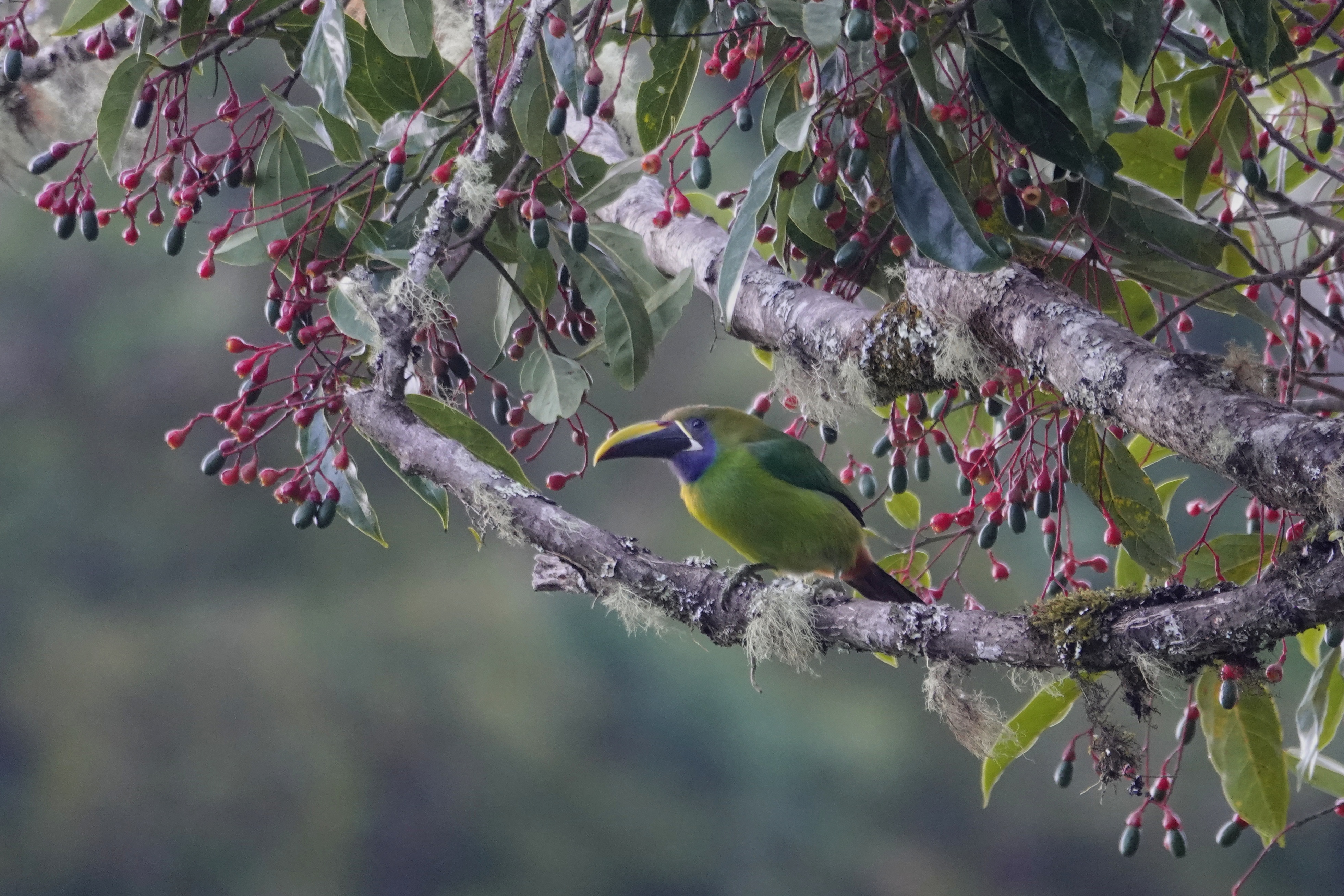 Oiseau dans un arbre fleuri au Costa Rica